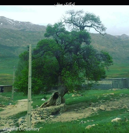 کوگانک سفلی